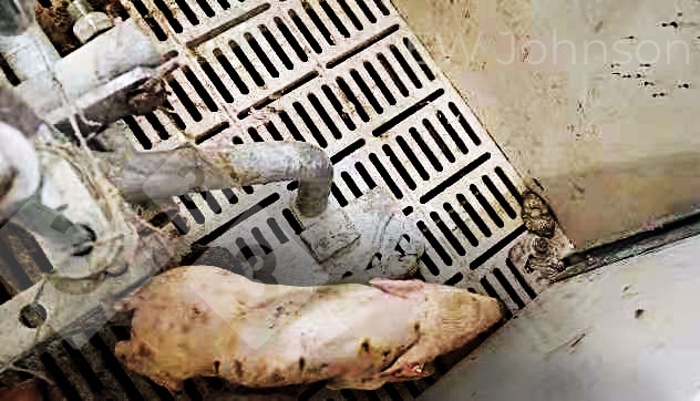 Figure 1.Porcelet pr&eacute;sentant une fi&egrave;vre >40&deg;C, une incoordination, des tremblements, une d&eacute;pression et une diarrh&eacute;e.
